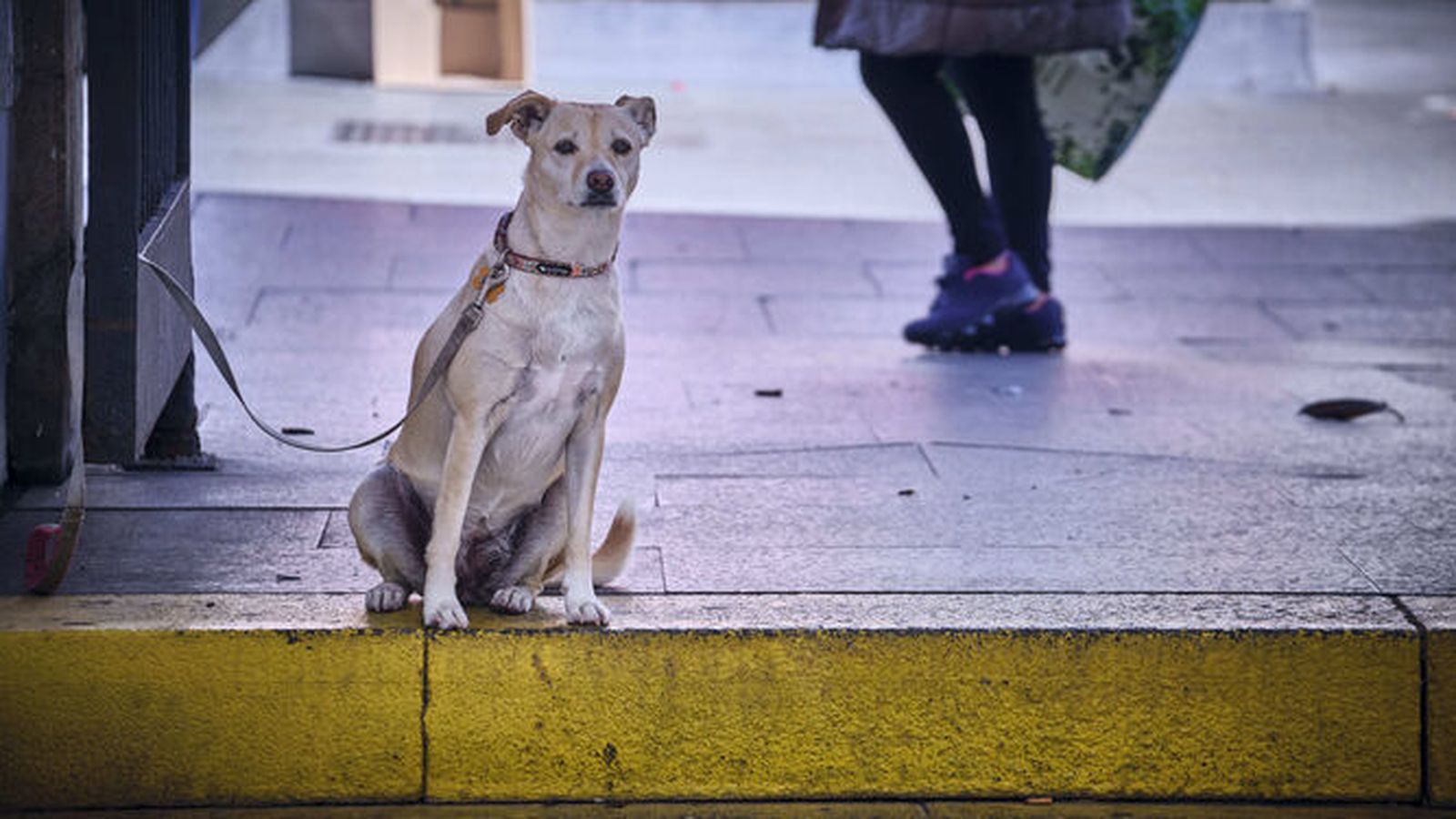 Un perro amarrado en la calle