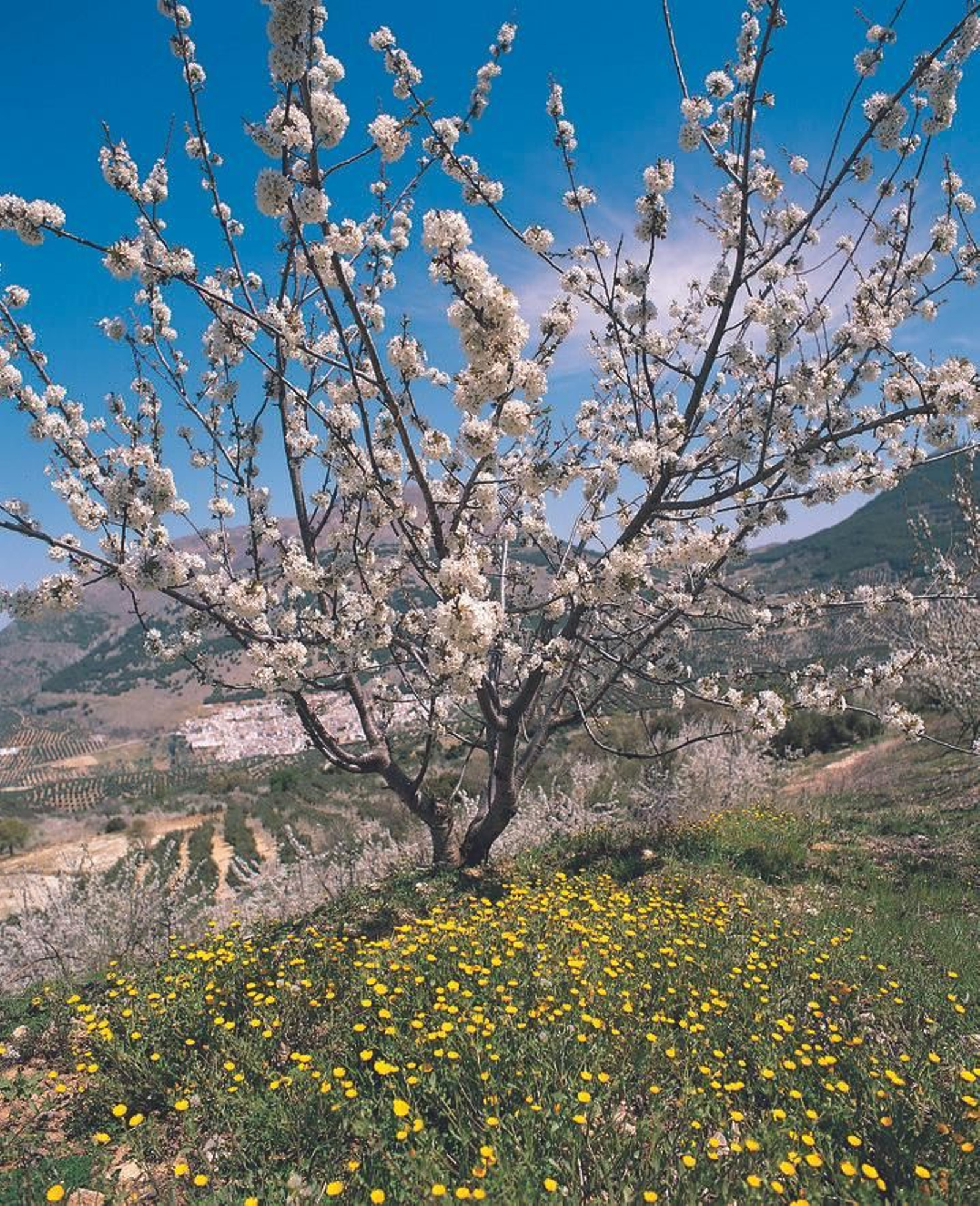 Los cerezos en flor es un espectáculo único que merece la pena disfrutar en primavera en Sierra Mágina.