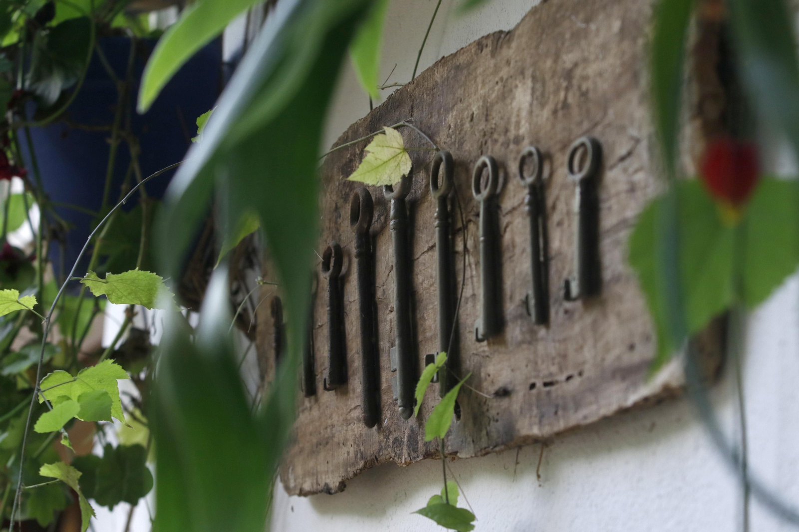 Ruta Regina - Realejo de los Patios de Córdoba, en imágenes