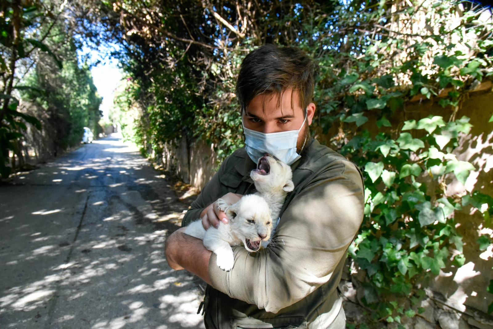 Las fotos de los chachorros de leones blancos de Jimena