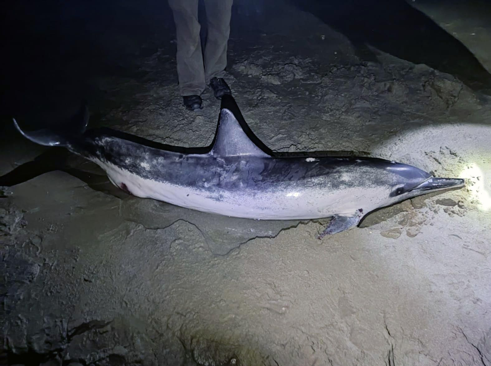 Uno de los delfines varados en la playa de la Hierbabuena, en Barbate.