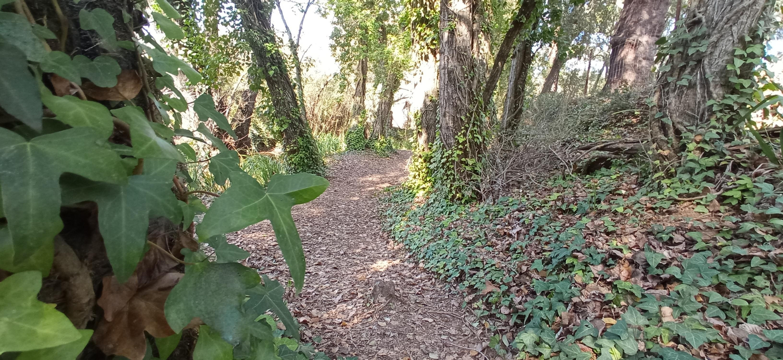 Las imágenes de la ruta de la cascada de Jollarancos y bosque de las letras