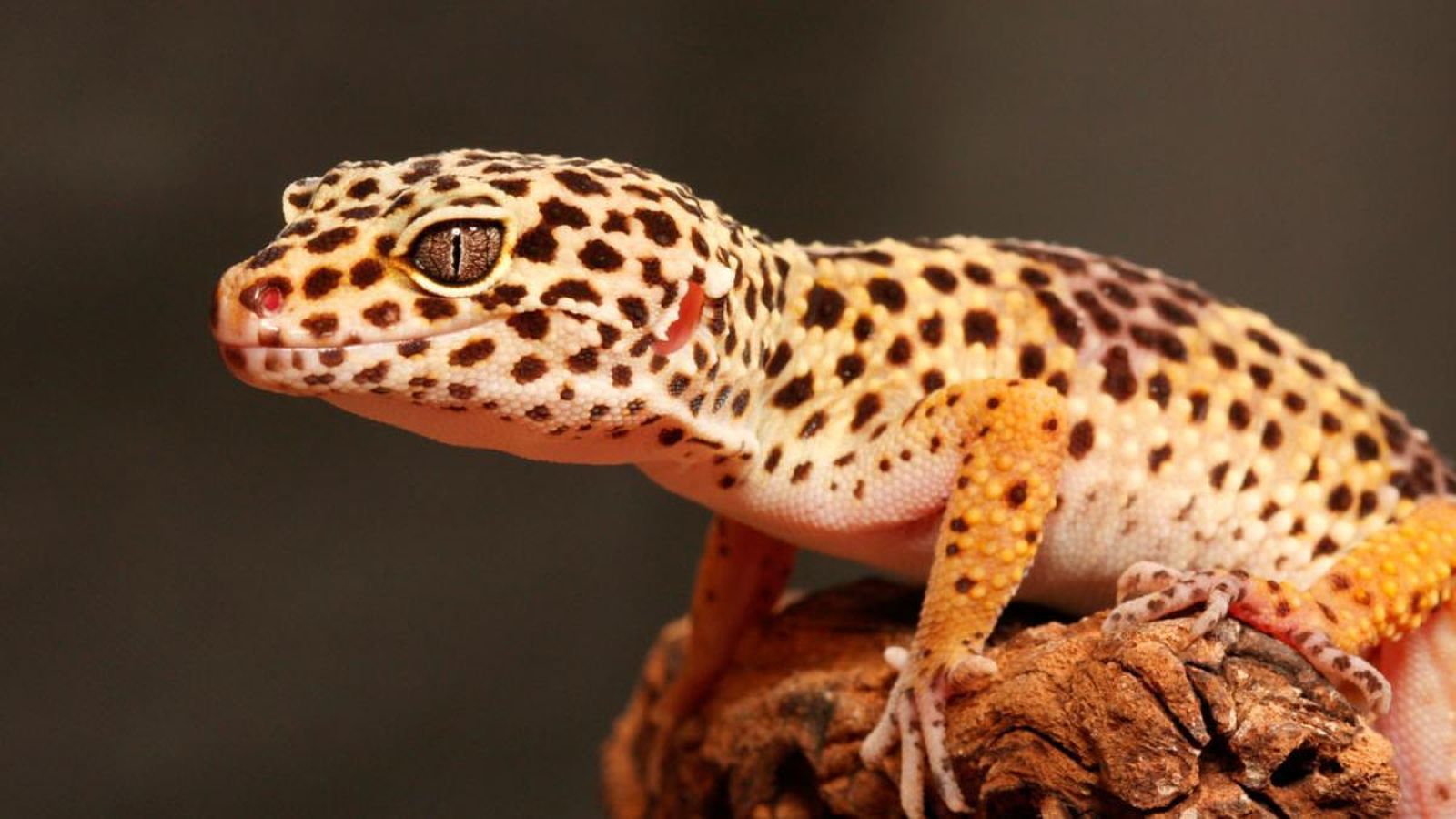 Gecko