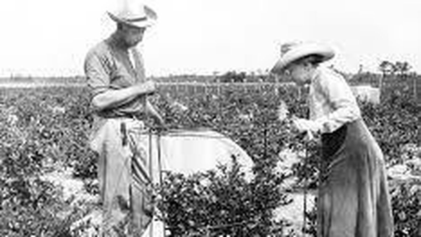 Coville y Coleman en 1920 evaluando plantas de arándano.