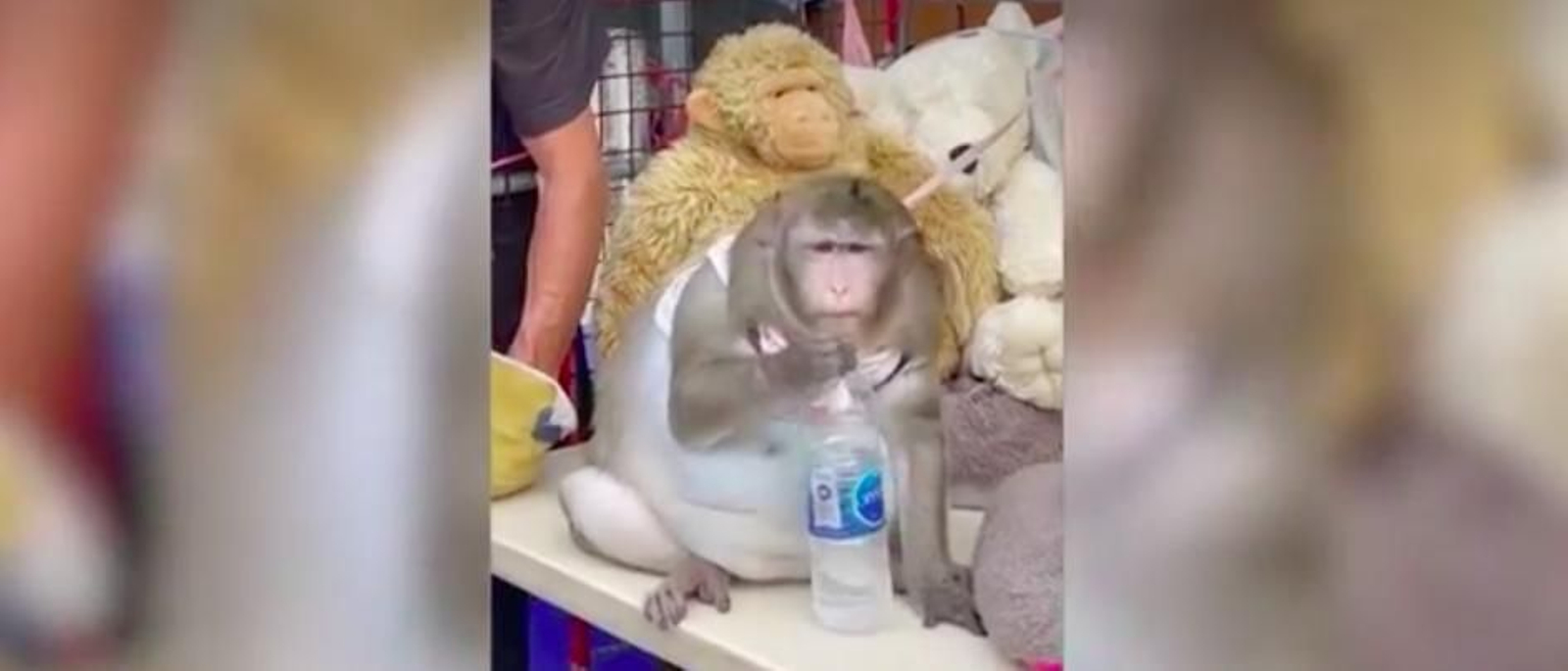 Alimentan con bollería y comida basura a un mono obeso