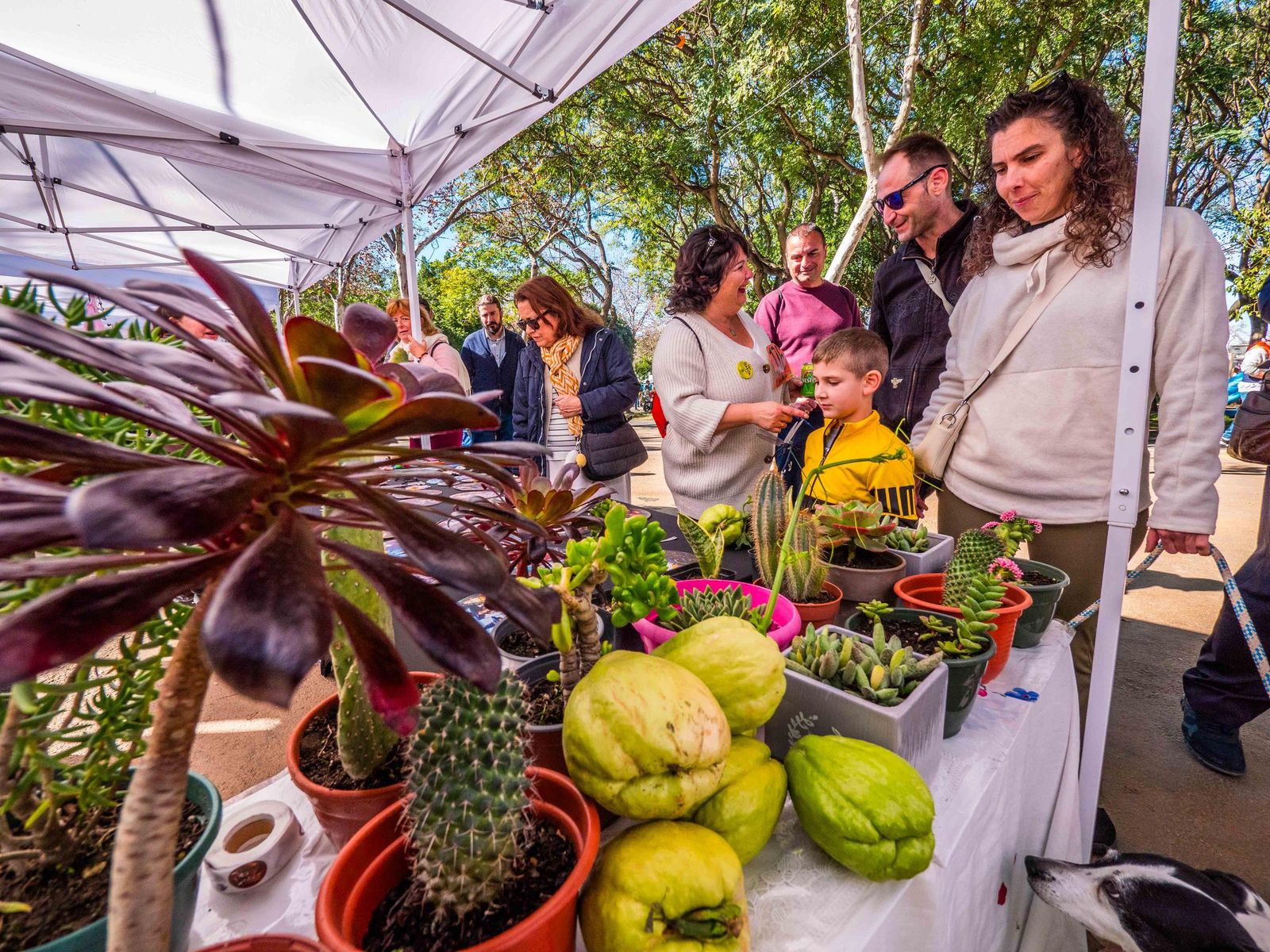 Las imágenes de San Antón 2025 en San Fernando