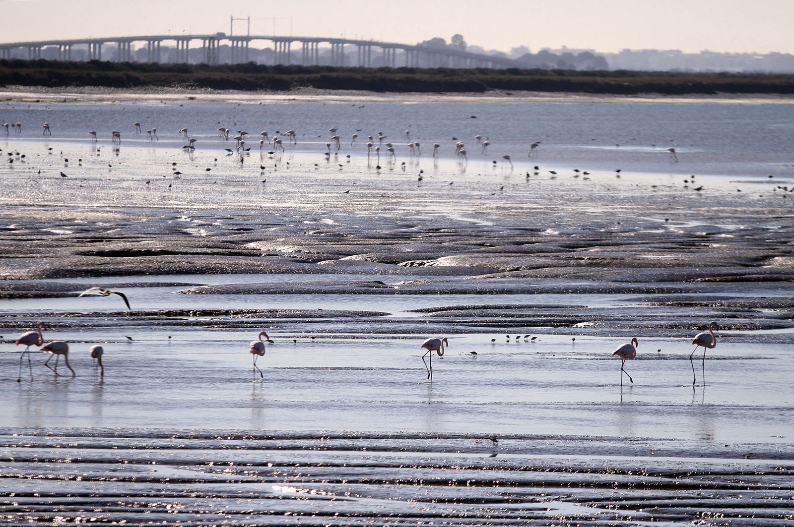 Imágenes de Marismas del Odiel, un Paraje Natural en la confluencia de las desembocaduras de los ríos Tinto y Odiel