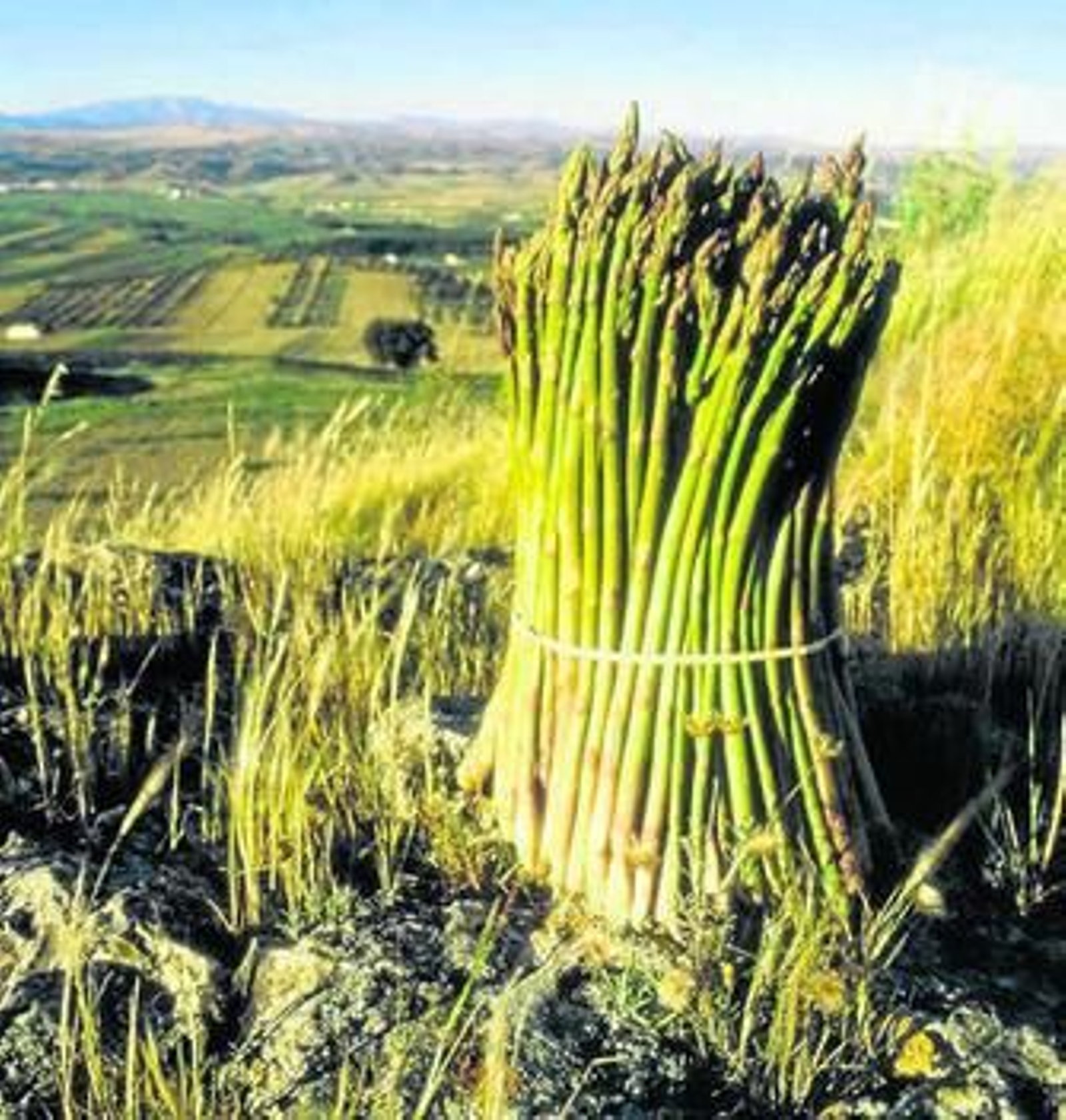 El espárrago es un cultivo al alza en la provincia.
