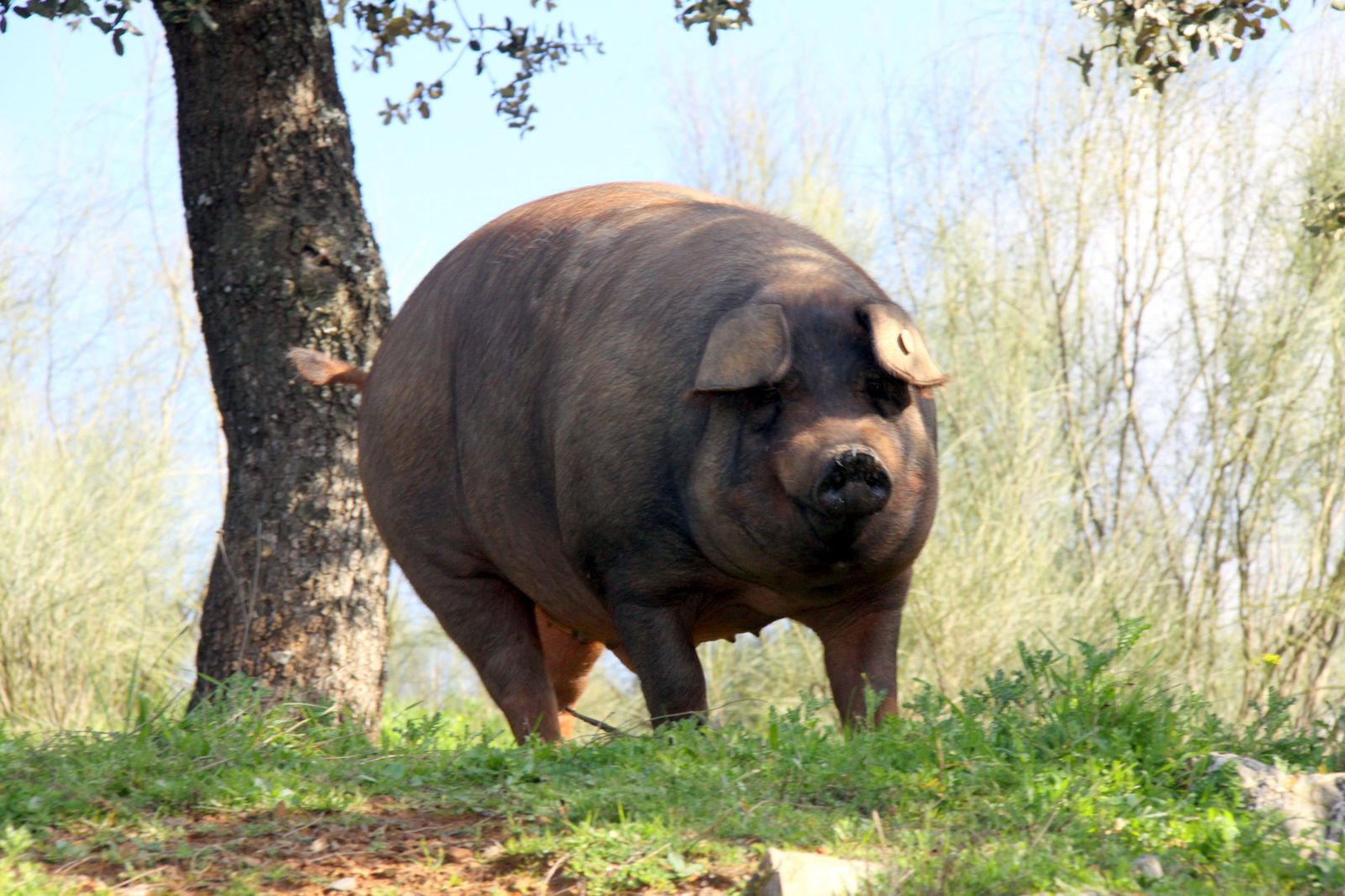 El prototipo racial marca la entrada.