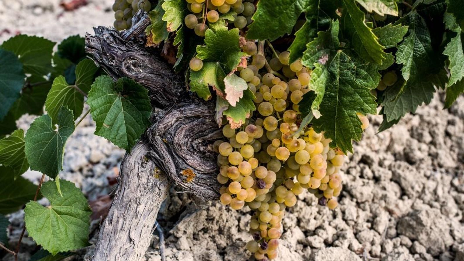 Racimos de uva Pedro Ximénez en producción ecológica.