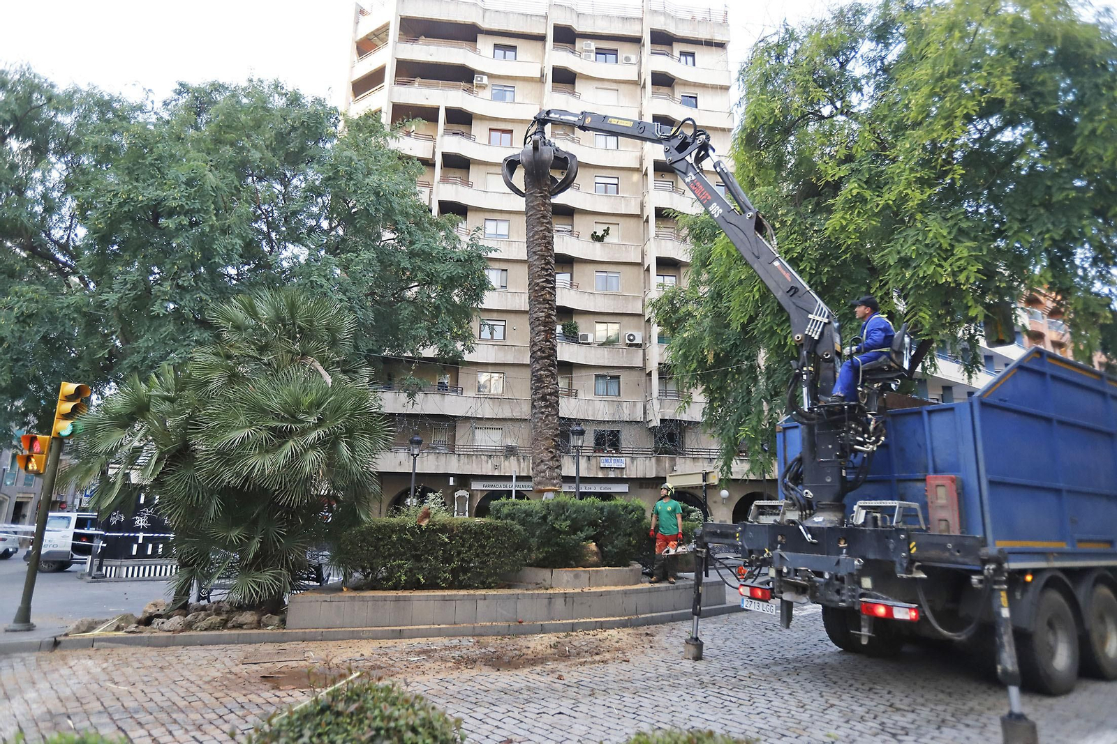 Imágenes de la tala de la emblemática Palmera de Huelva