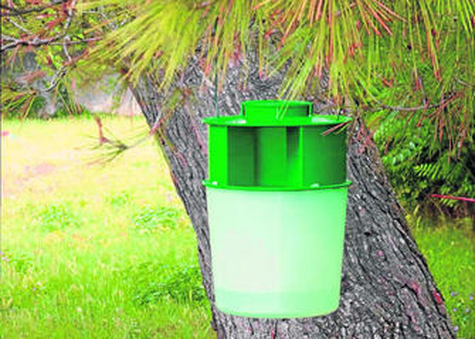 Trampa ideada por Koppert contra la plaga de procesionaria del pino.