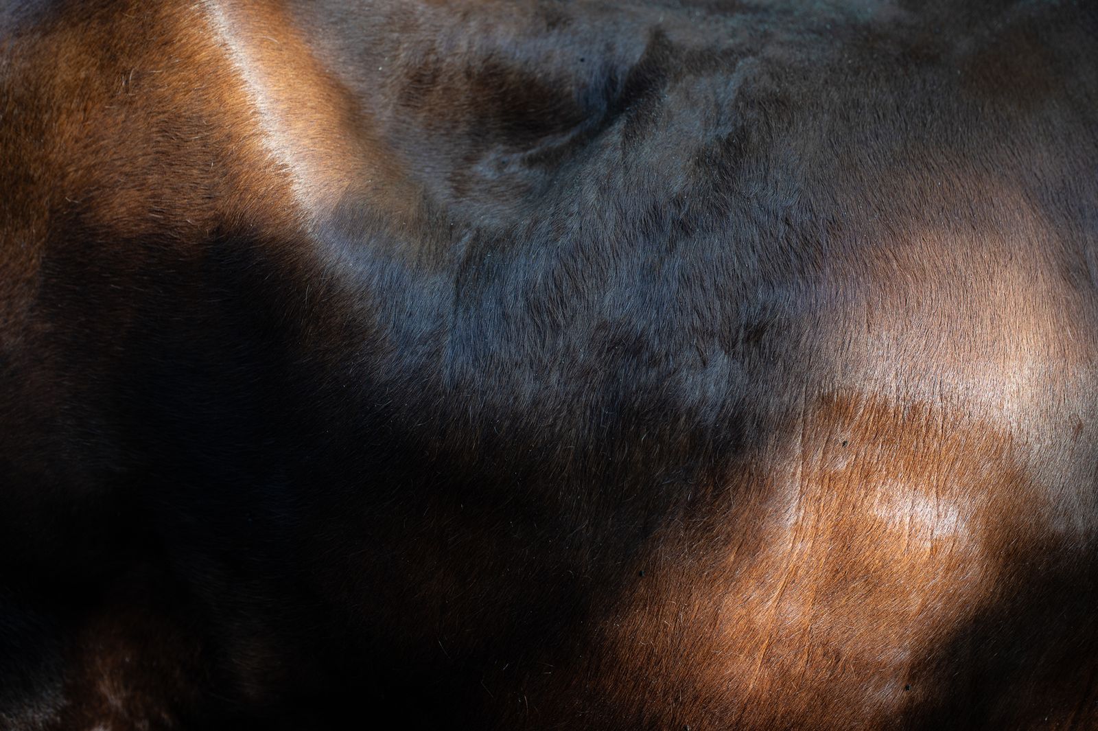 La Hermandad de Sevilla Sur