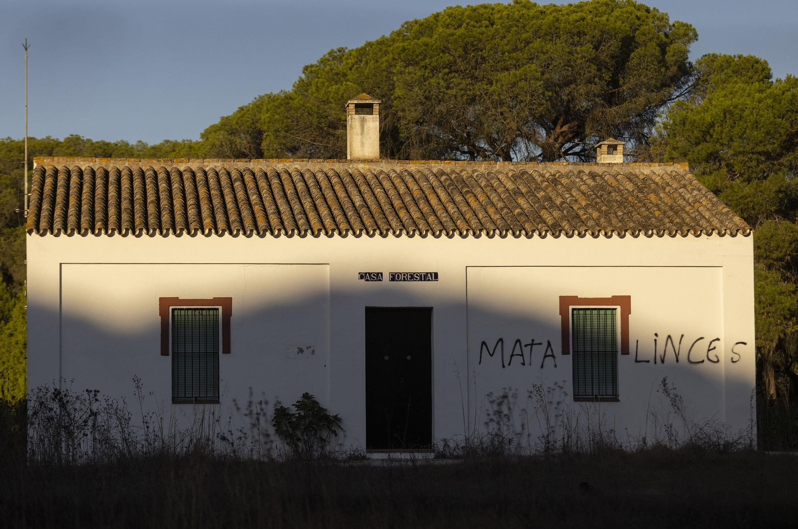 El Lince ibérico en Doñana: de alimaña a especie protegida