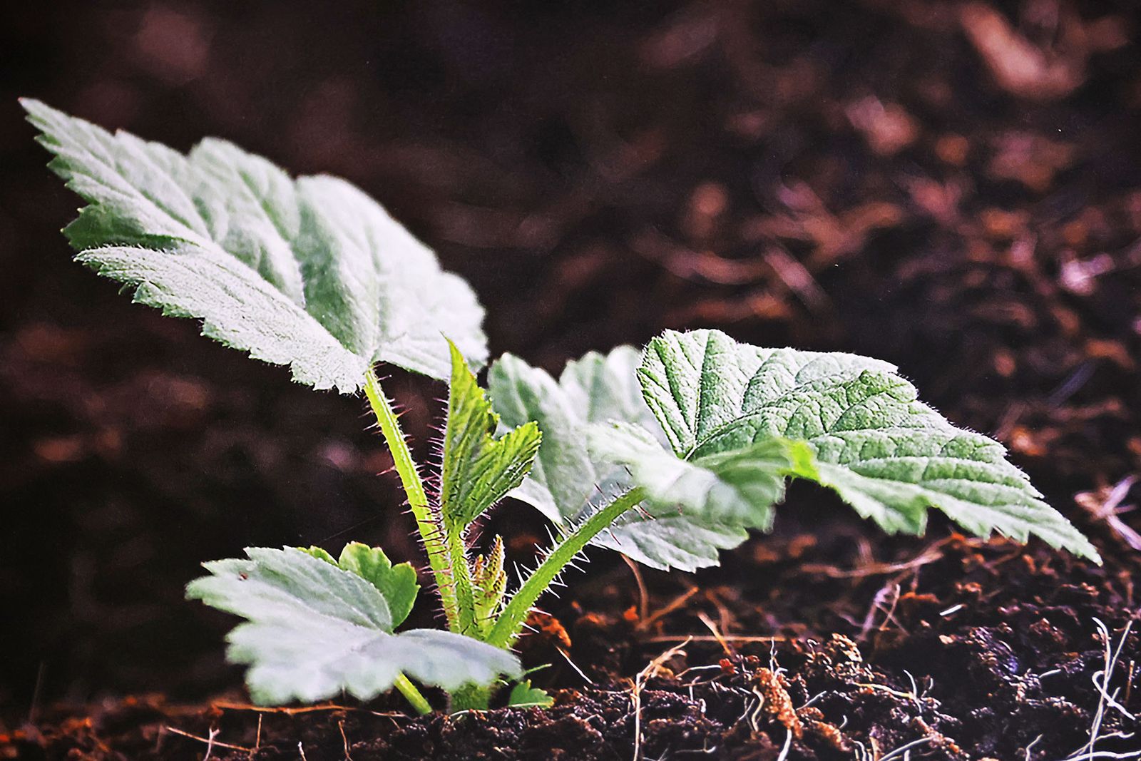 Exposición del I Rally Fotográfico de La Canastita