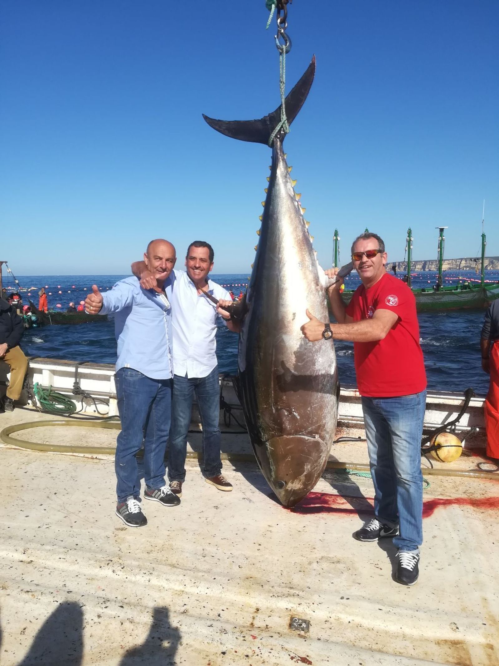 La almadraba de Barbate ya ha capturado 2.000 atunes salvajes