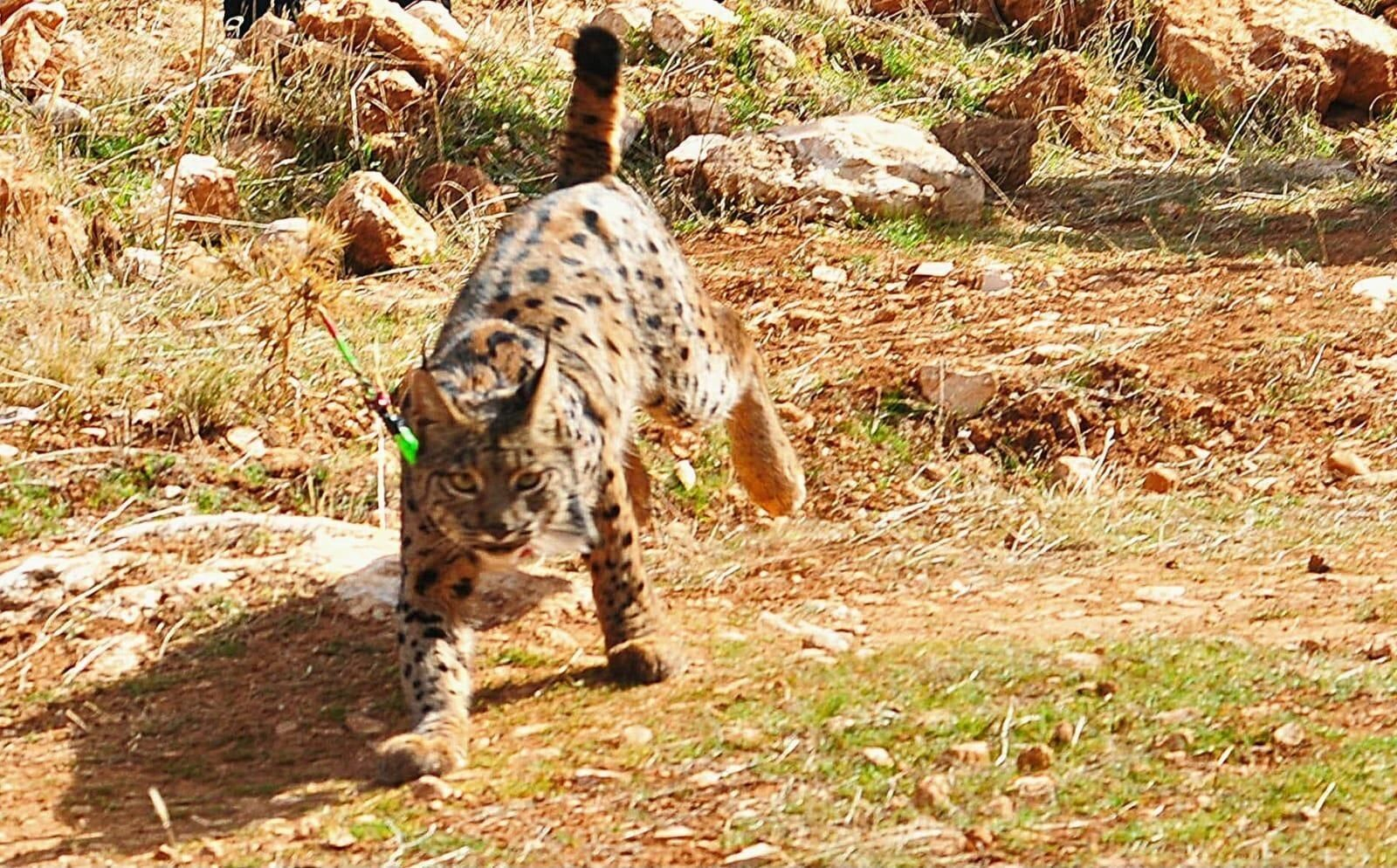 Ejemplar de lince ibérico liberado el pasado febrero en Iznalloz