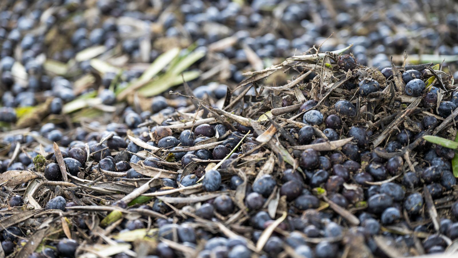 Aceituna en el suelo tras el paso del tren de borrascas.
