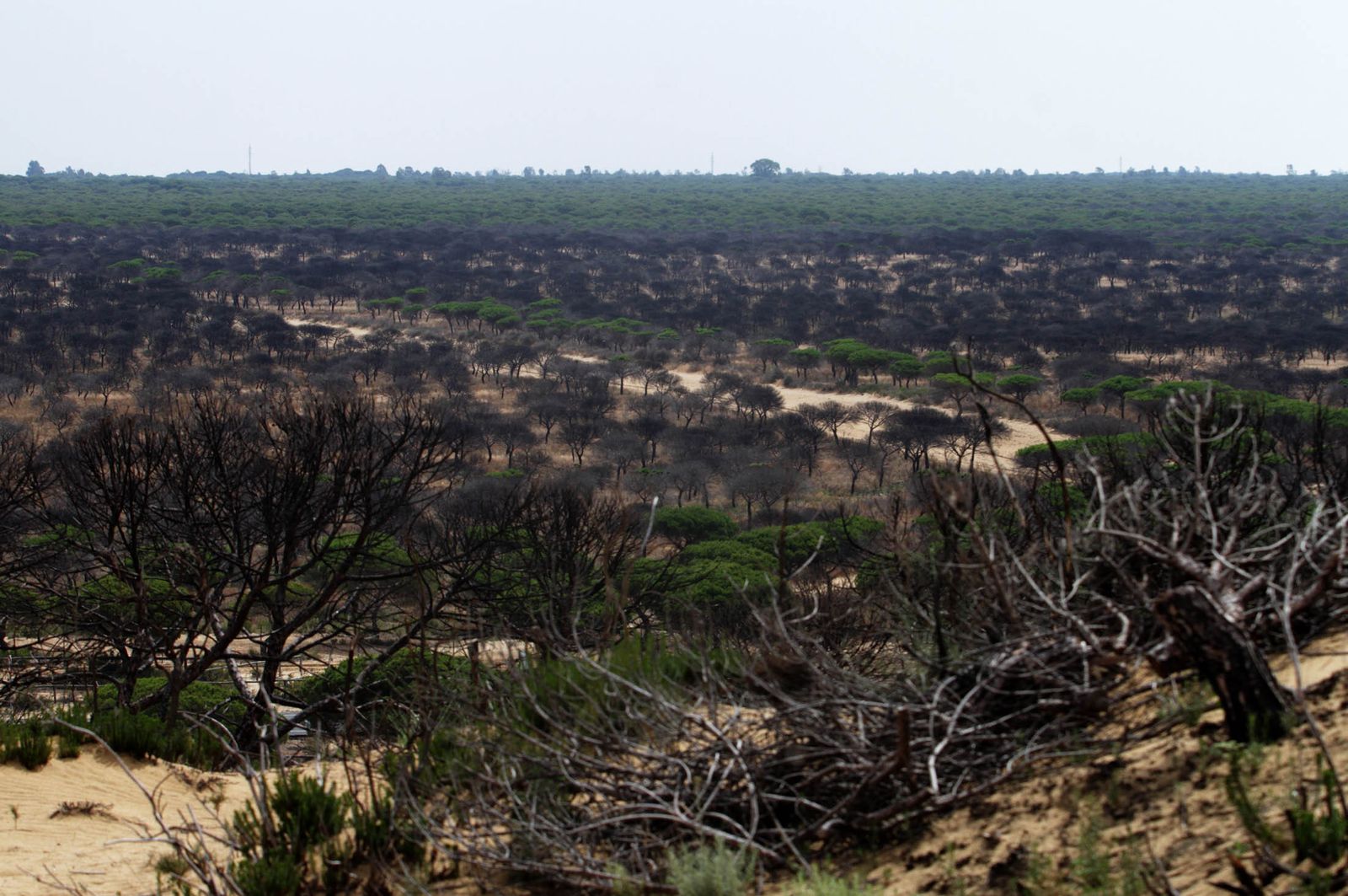 Un manto de verde esperanza
