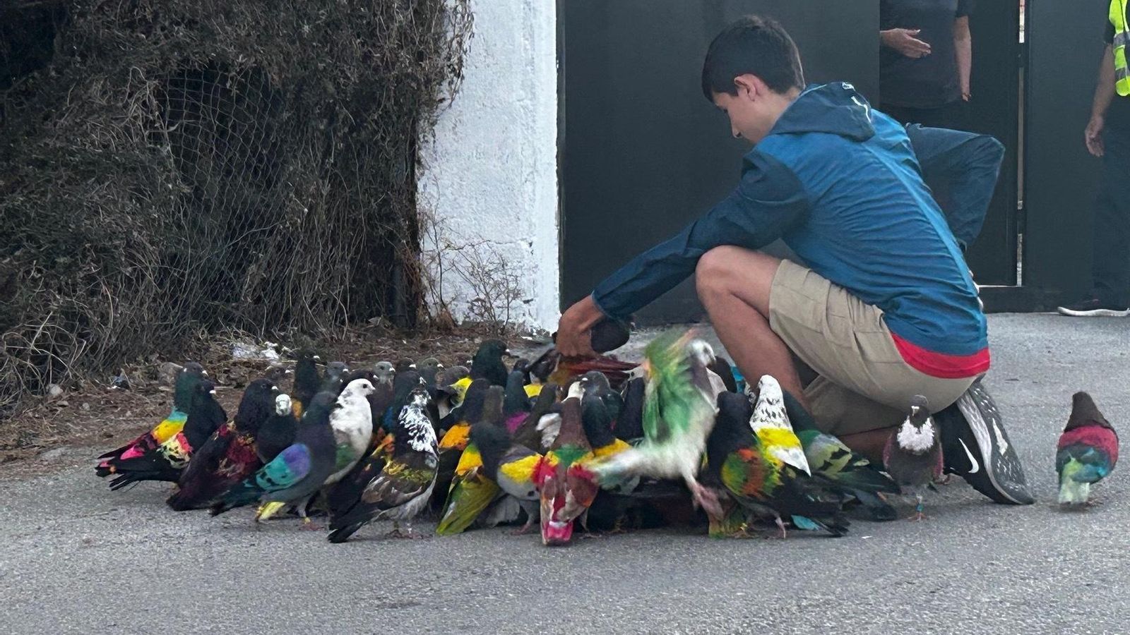Algunos de los palomos que participaron en la competición nacional celebrada en el municipio almeriense.