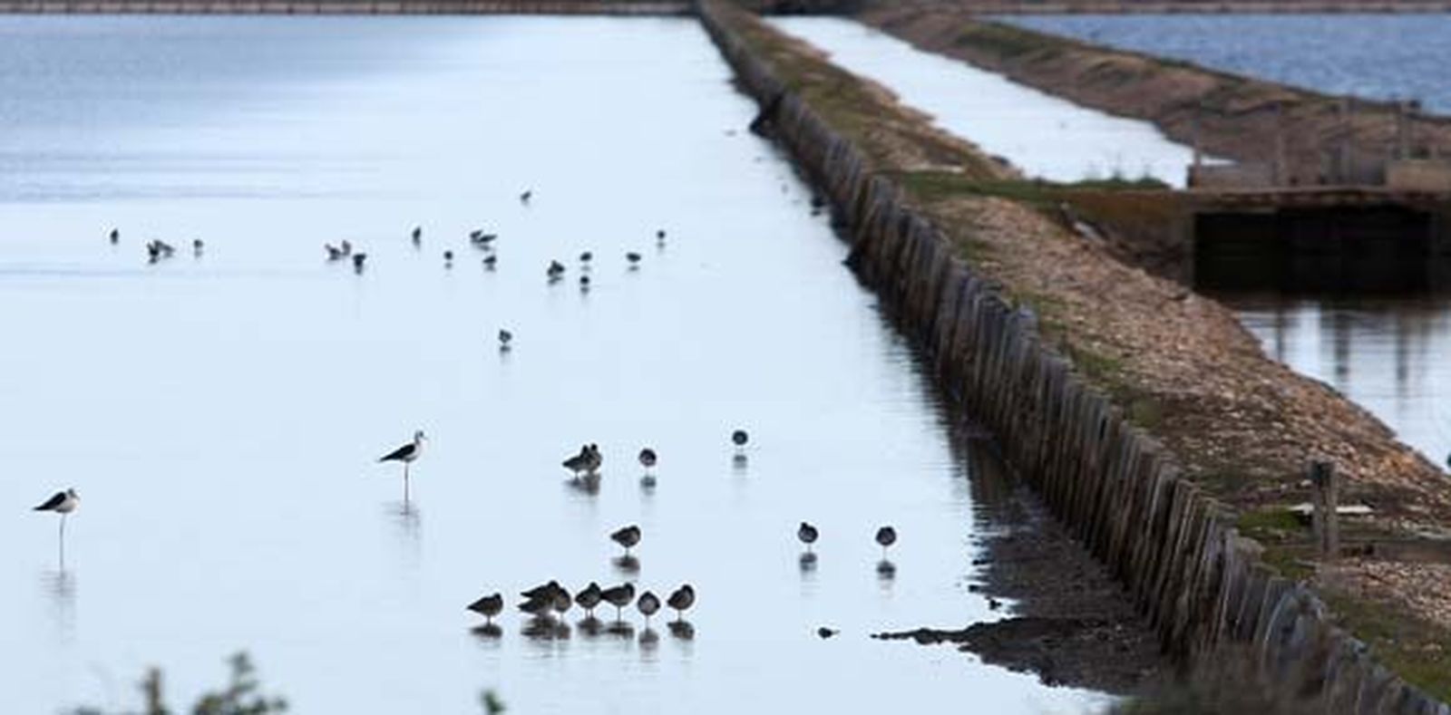 Una guía de aves potenciará el turismo de naturaleza en Marismas del Odiel