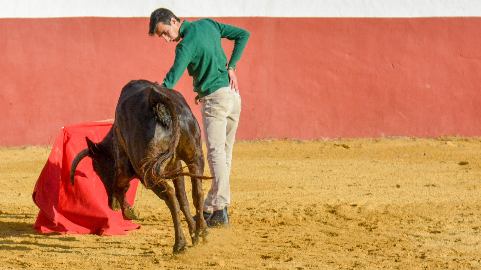 Tentadero con Talavante en la finca La Palmosilla, en Tarifa