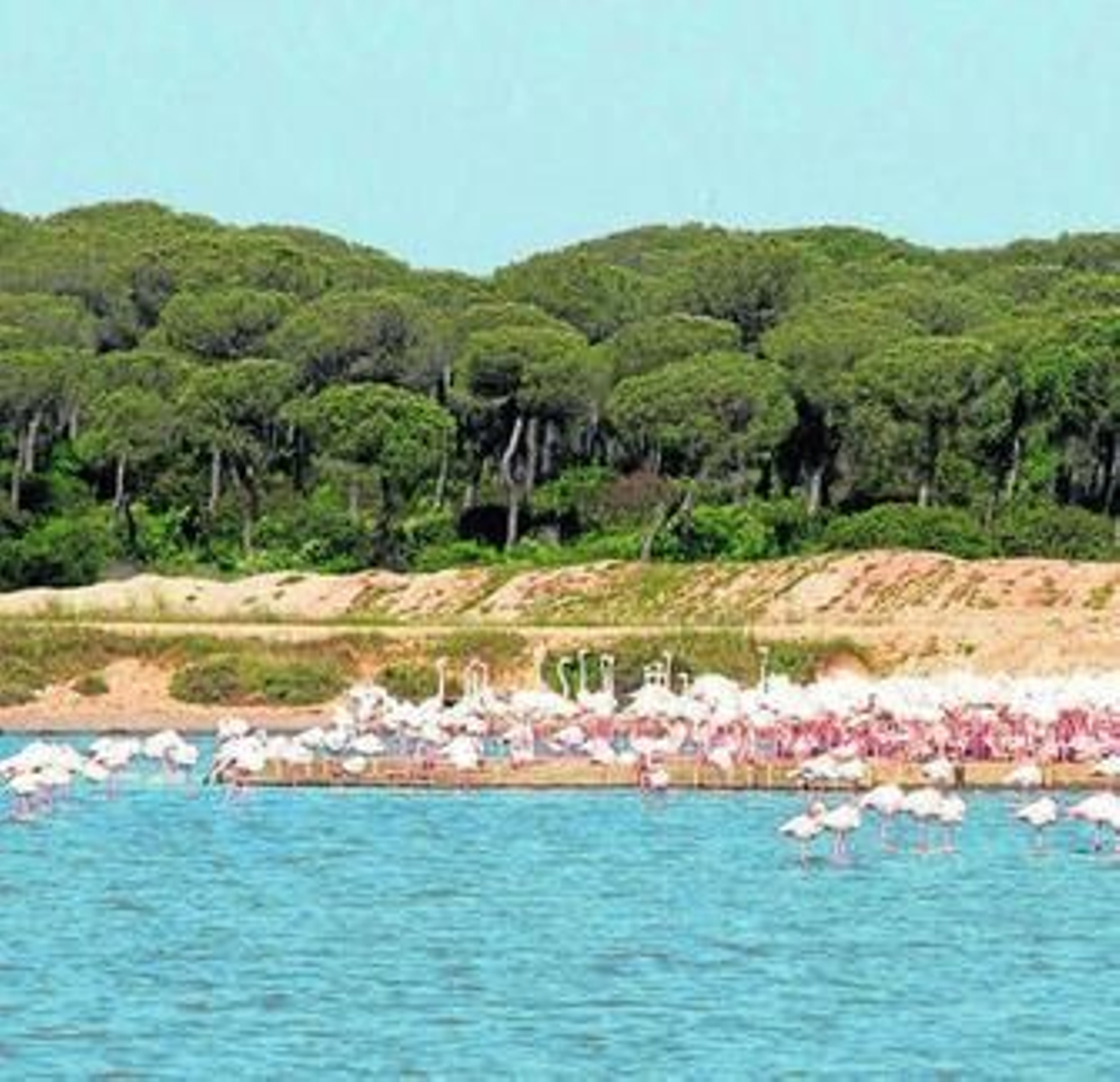 Flamencos, en el Paraje Natural Marismas del Odiel.