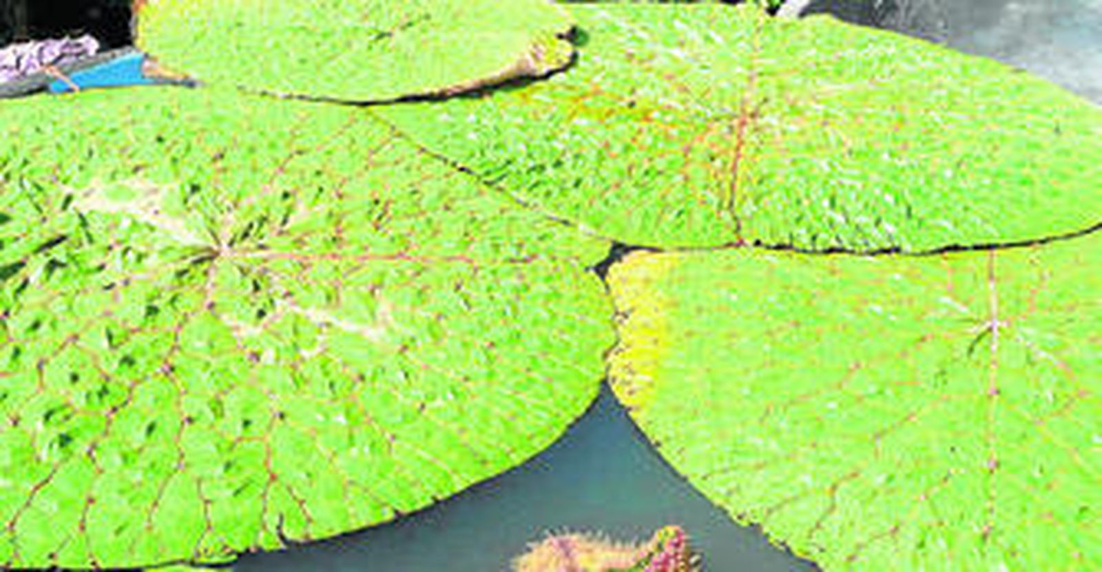 Ejemplares de nenúfares en el Jardín Botánico de Málaga.
