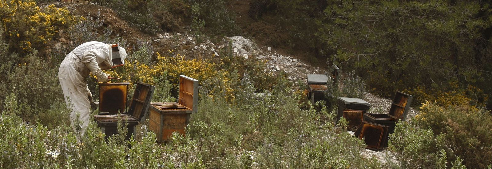 Apicultor en Hornachuelos.