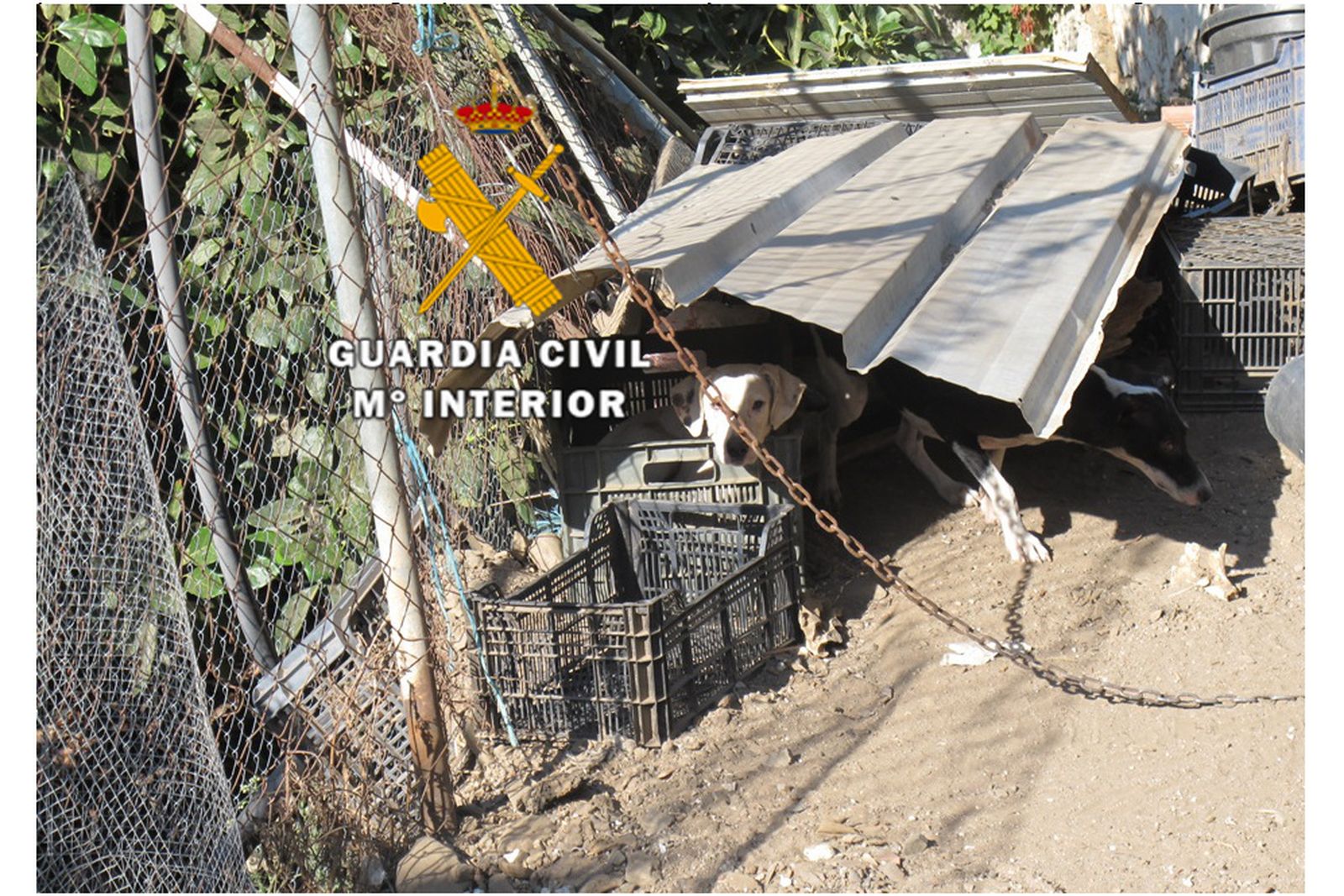Operación de la Guardia Civil contra el maltrato animal.