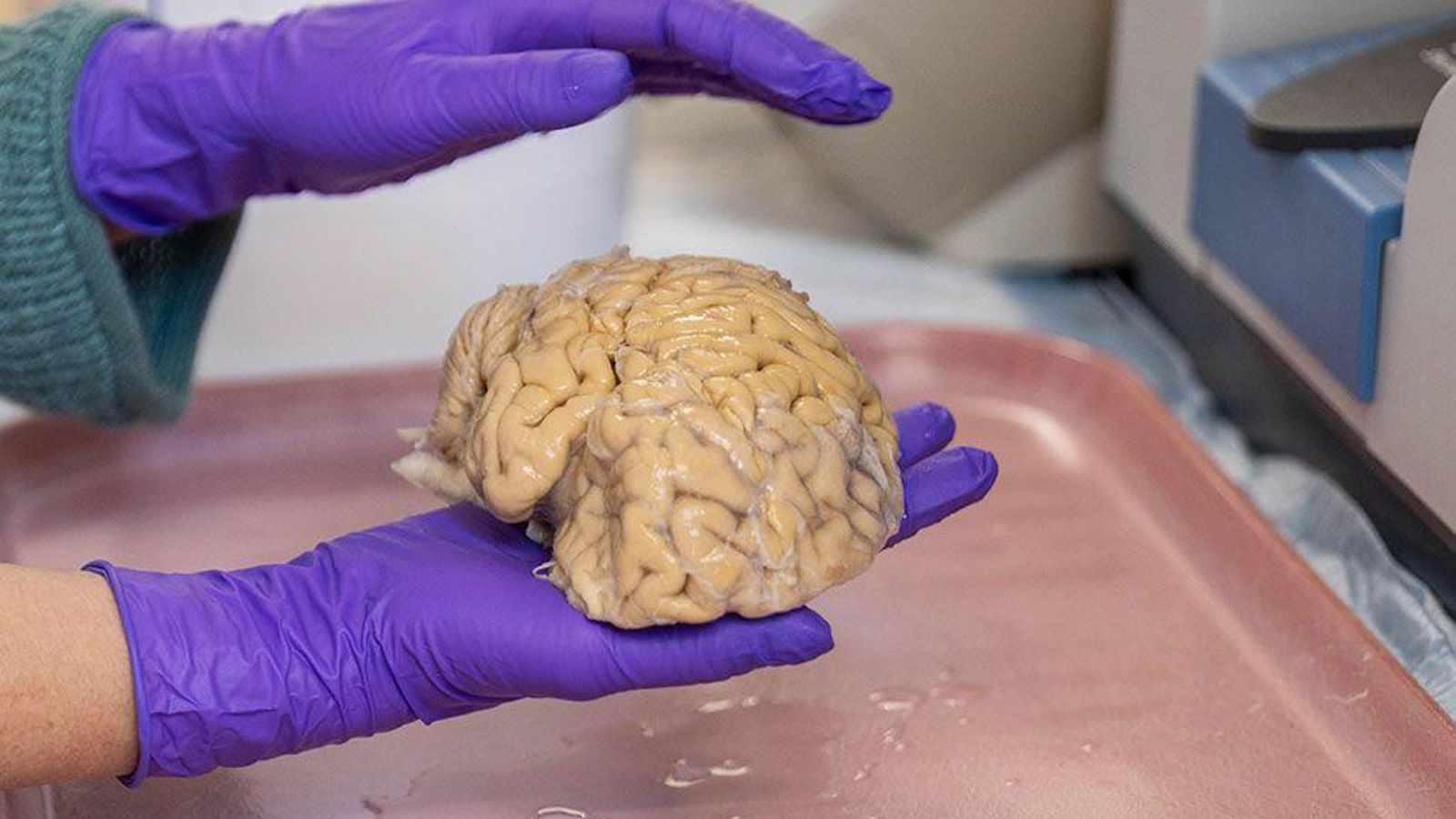 Un científico sujeta un cerebro en sus manos.