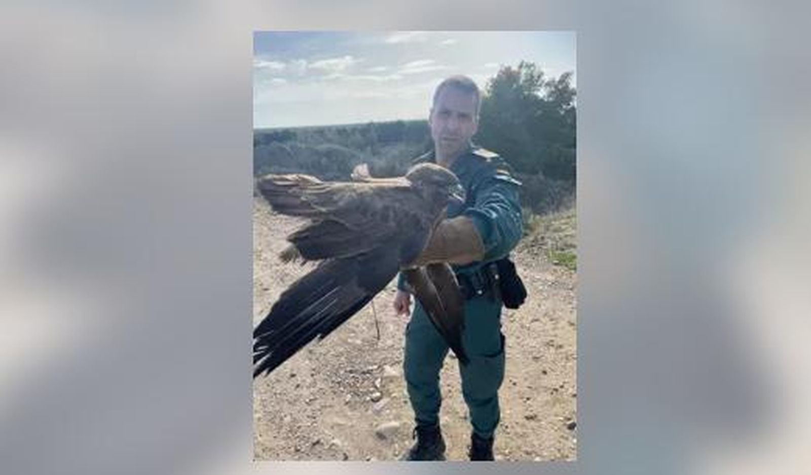 El agente del Seprona con el águila ratonera herida
