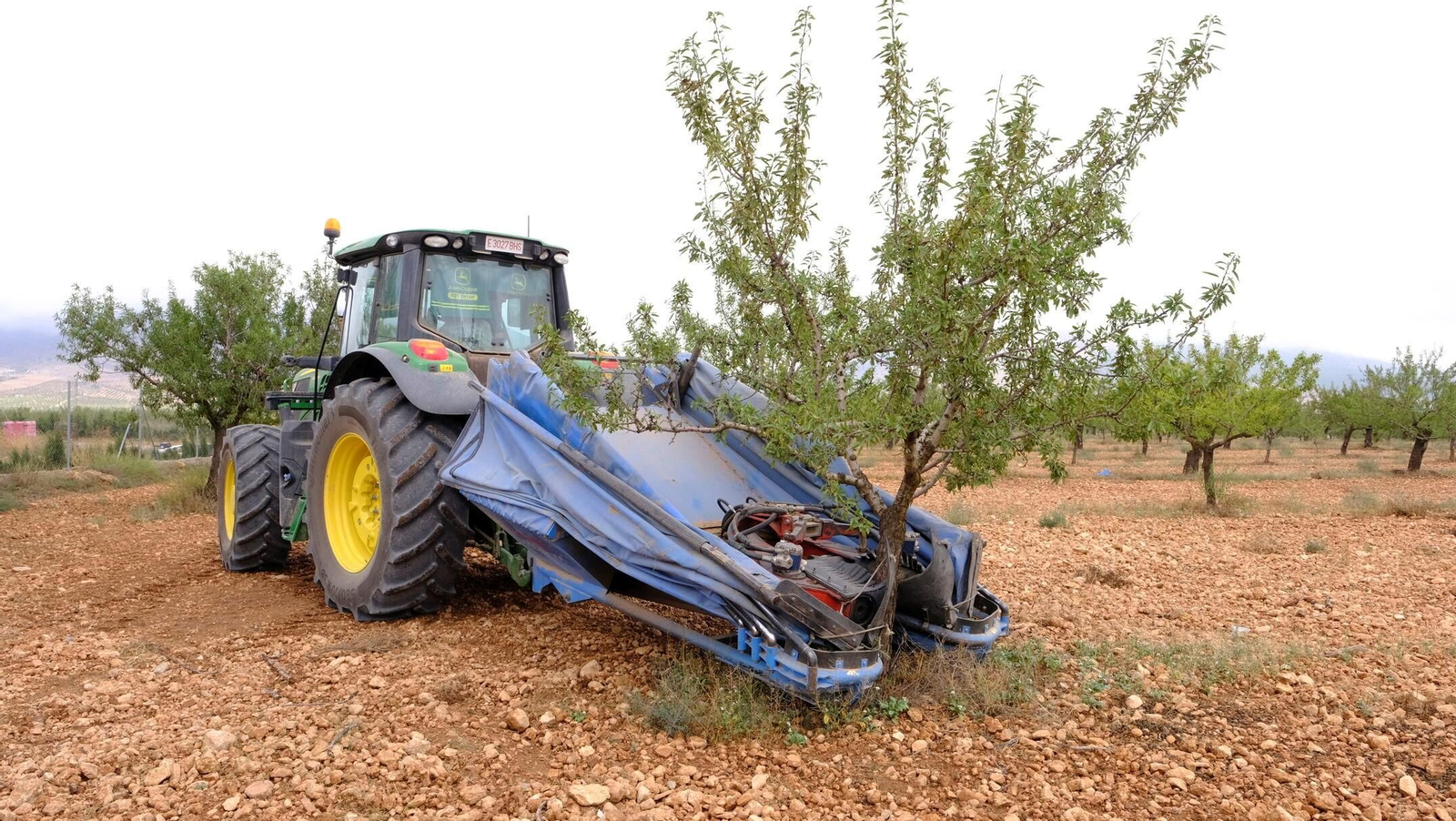 Recogida de la almendra en Chirivel (Almería)