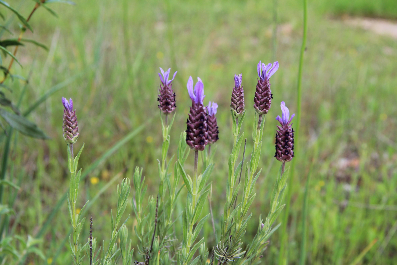 Las fotografías de la primavera en Los Pedroches