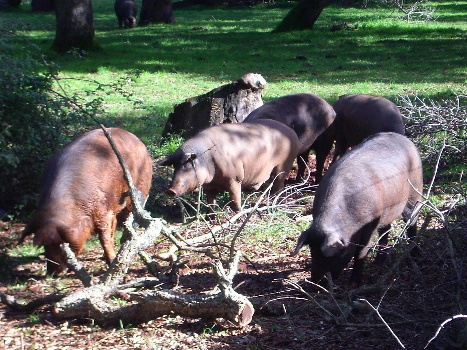Una piara de cerdos ibéricos.