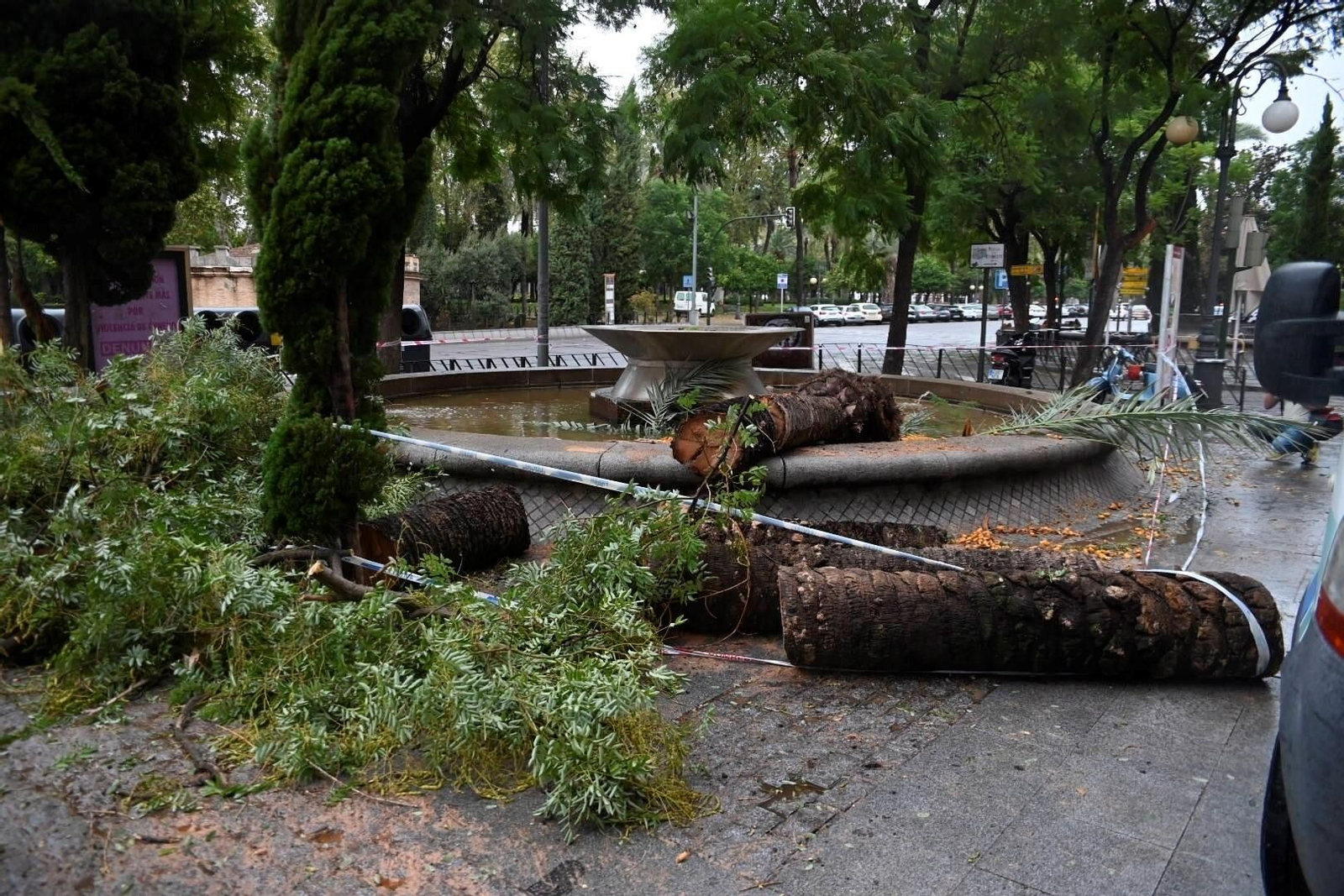 Palmeras caídas por el viento y la lluvia.