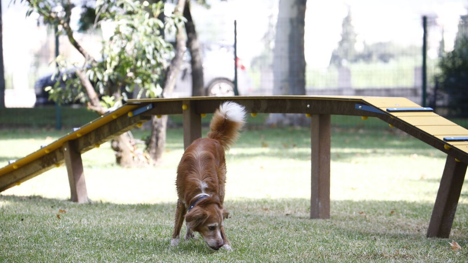 Un perro en un parque canino de Córdoba.