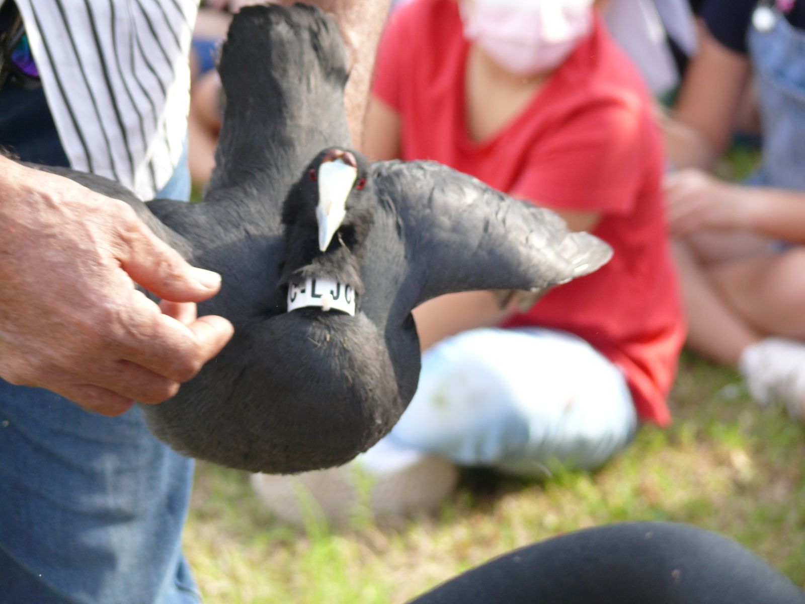 Las imágenes de la suelta de fochas cornudas y porrones pardos