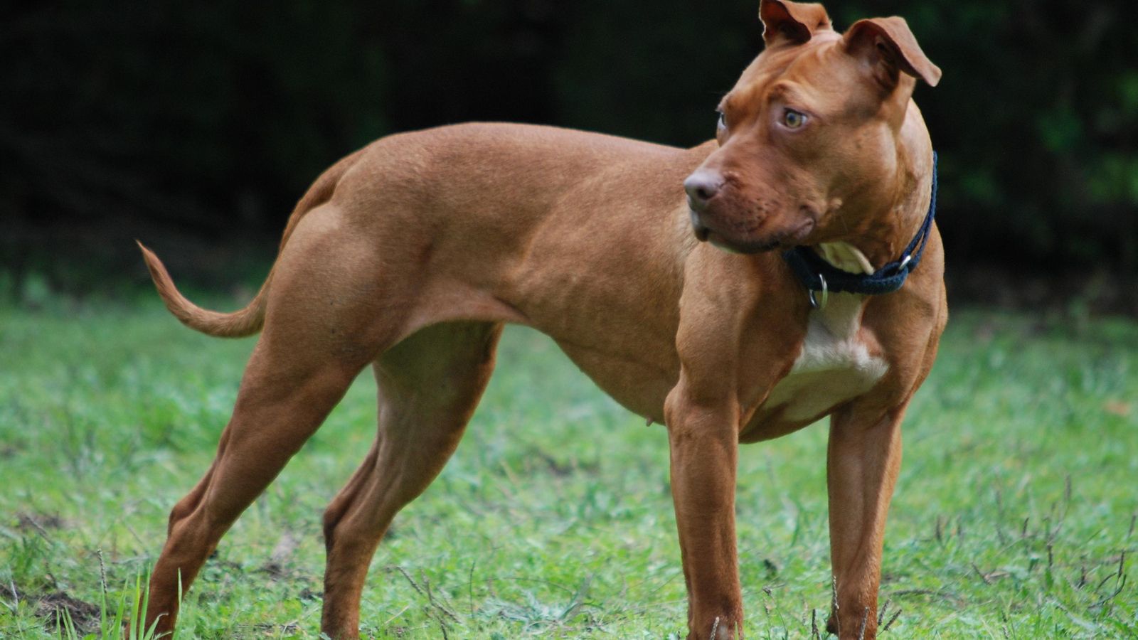 American PitBull Terrier American PitBull Terrier