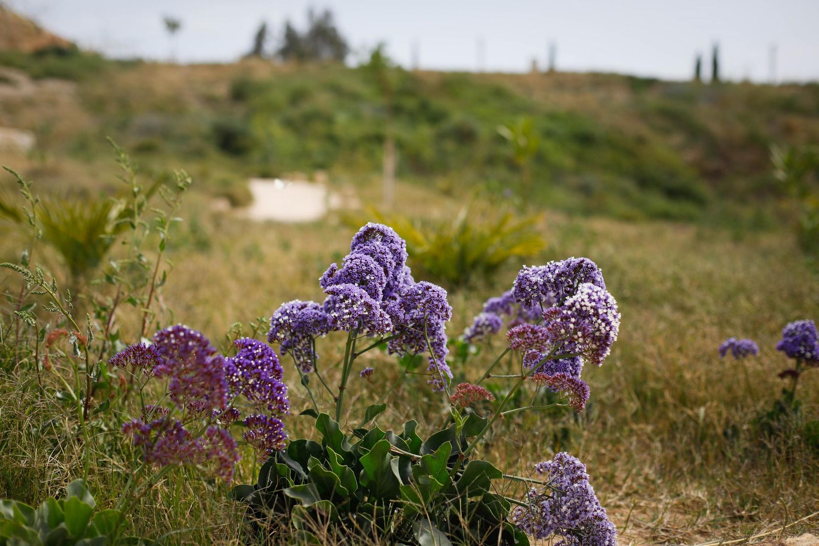 Plantas del parque Jardines Mediterráneos (La Hoya)