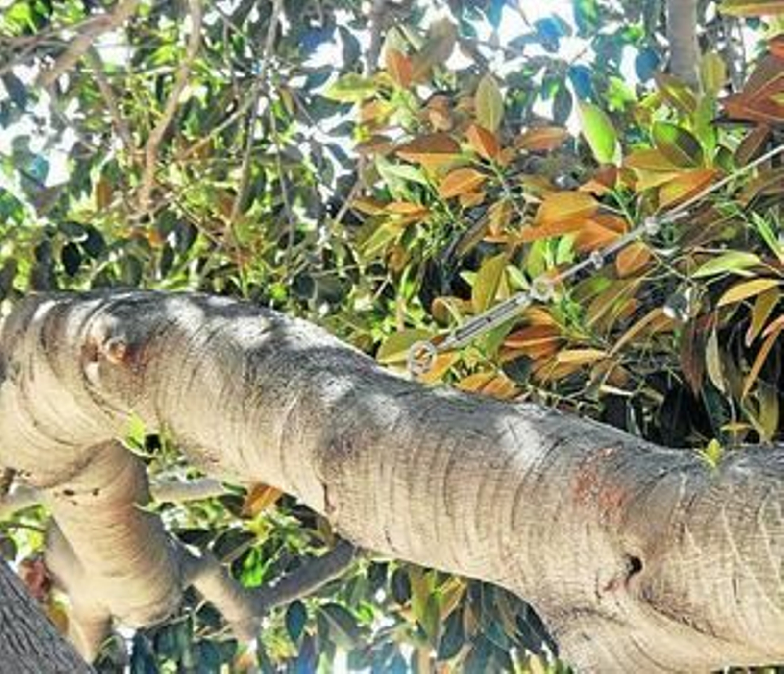 Ficus centenario del parque Nicolás Salmerón con sostén de ramas.