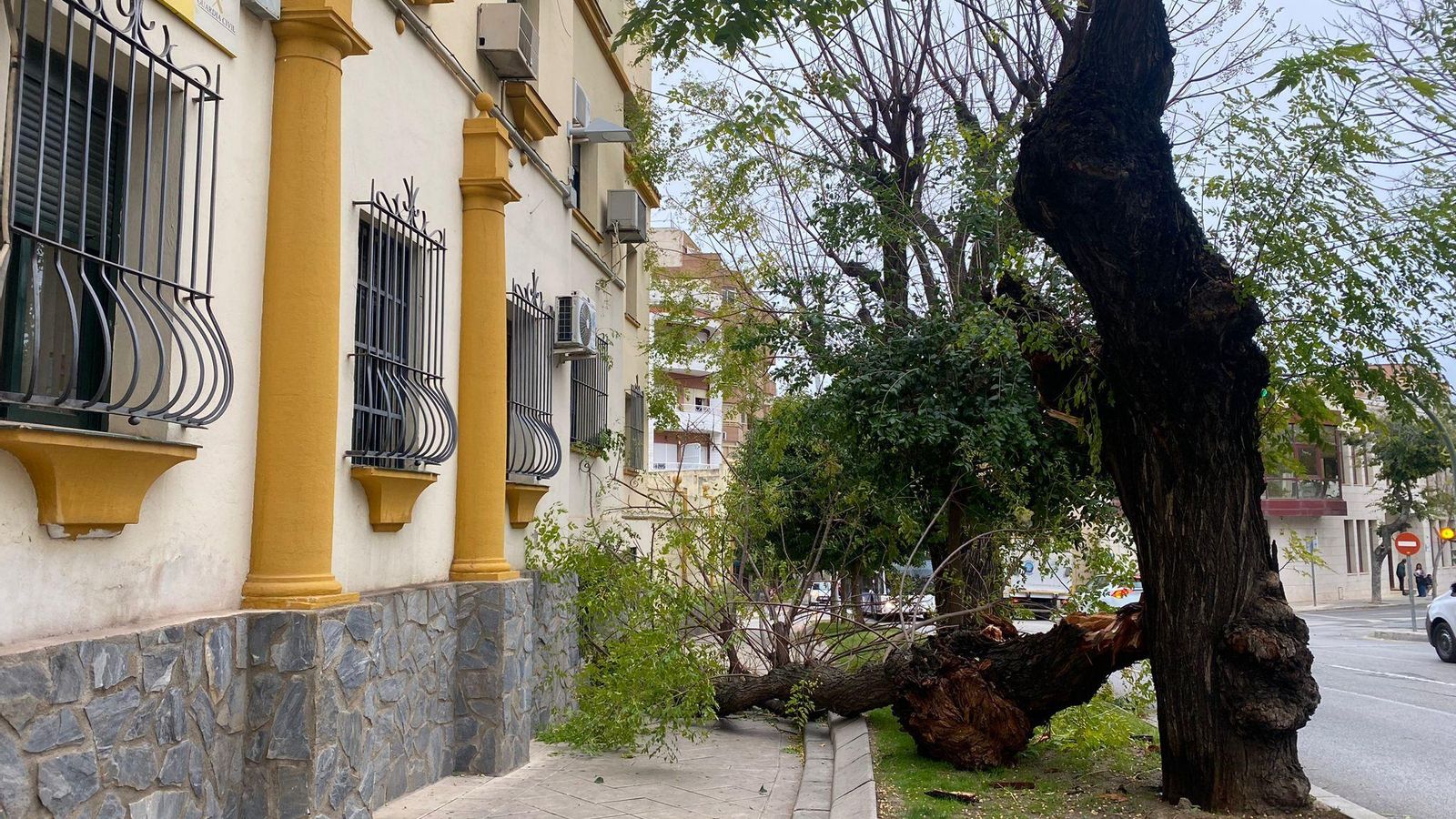 Árbol caído en la Avenida del Ejército Español.