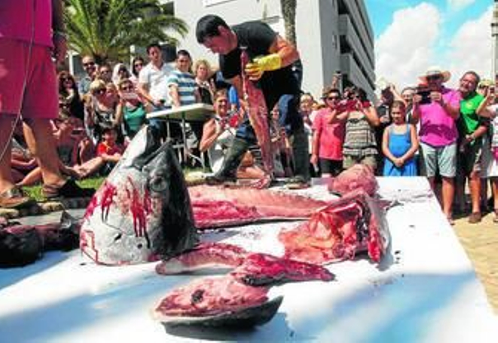 Ronqueo de un atún en la Plaza de la Almadraba, en la Punta del Caimán.