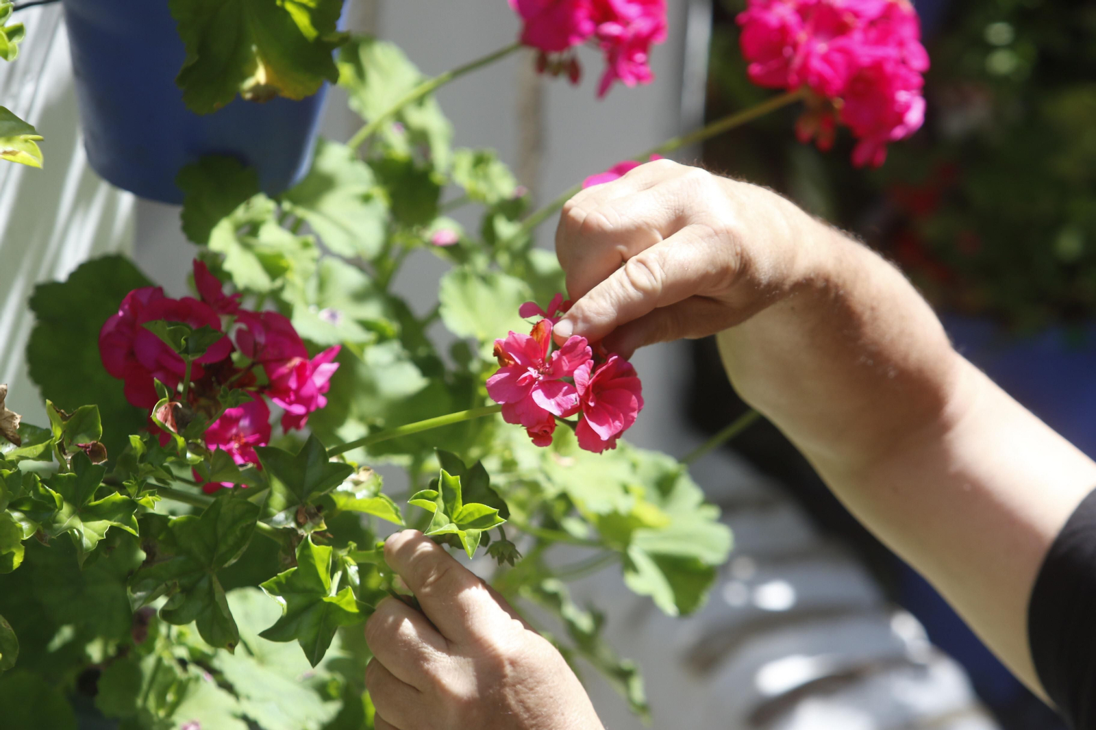 Las fotos de los Patios de Córdoba en tiempos de crisis: Postrera, 28