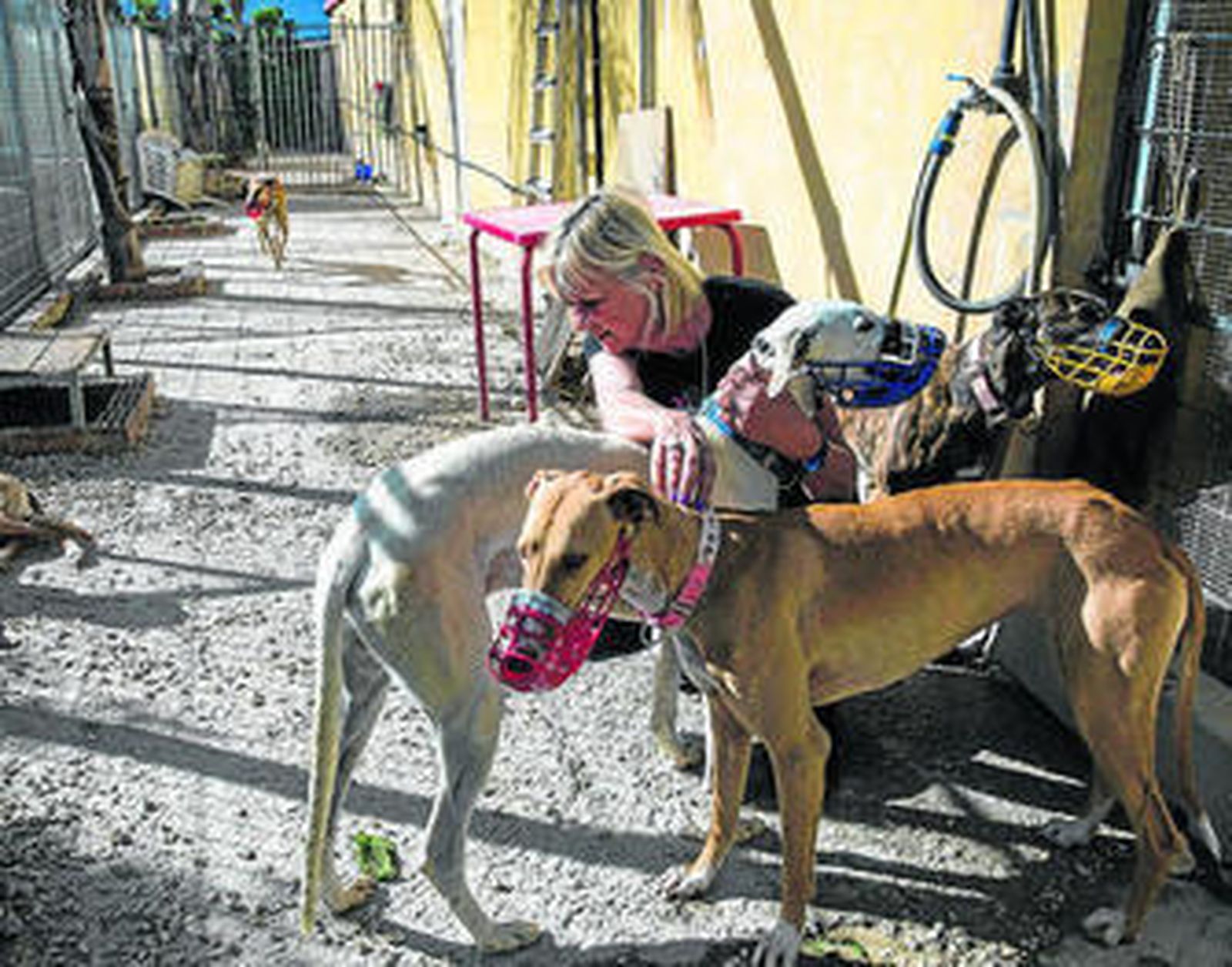 Vera Thorenaar, con algunos de los galgos en el centro de acogida que fundó en Alhaurín de la Torre.