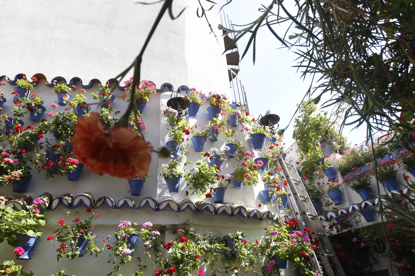 Las fotos de los Patios de Córdoba en este atípico mes de mayo