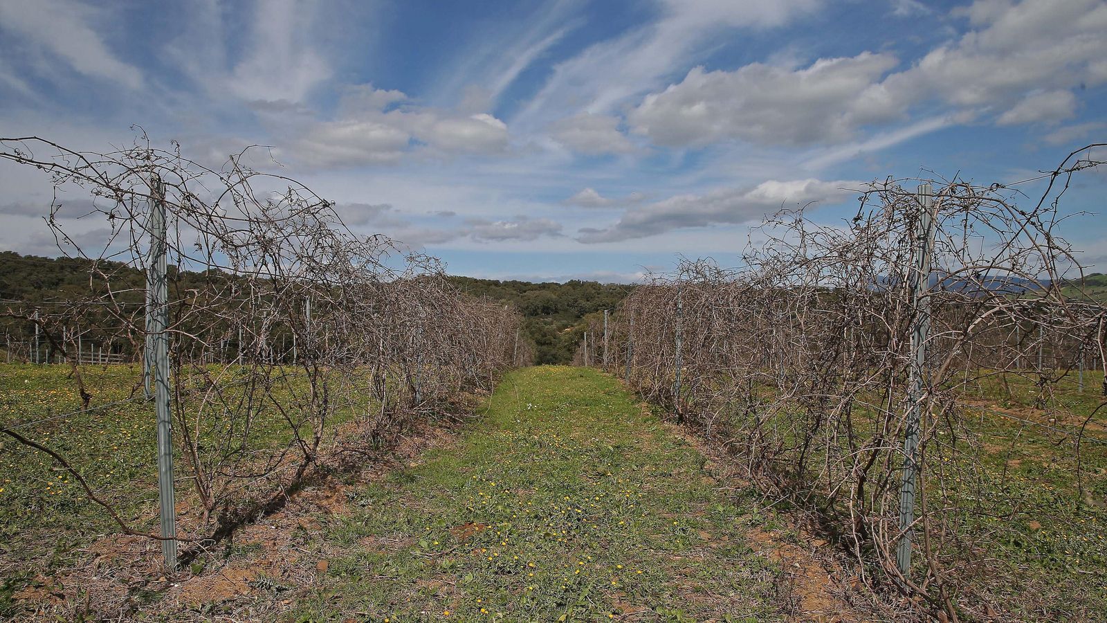 Los viñedos, a orillas del río Hozgarganta, a finales de febrero.