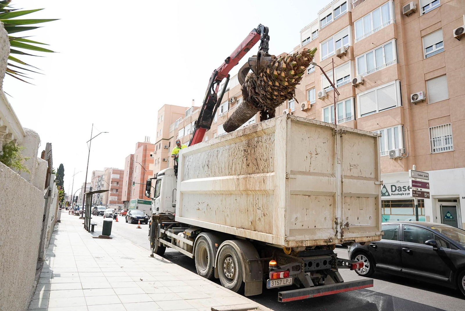 Completan la tala de palmeras de la avenida Cabo de Gata