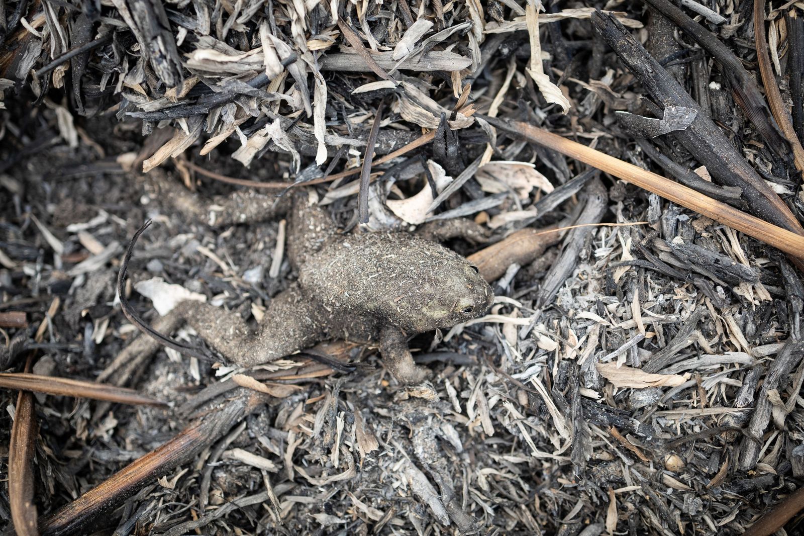 Las llamas convierten en una tumba al aire libre El Pantanal en Brasil