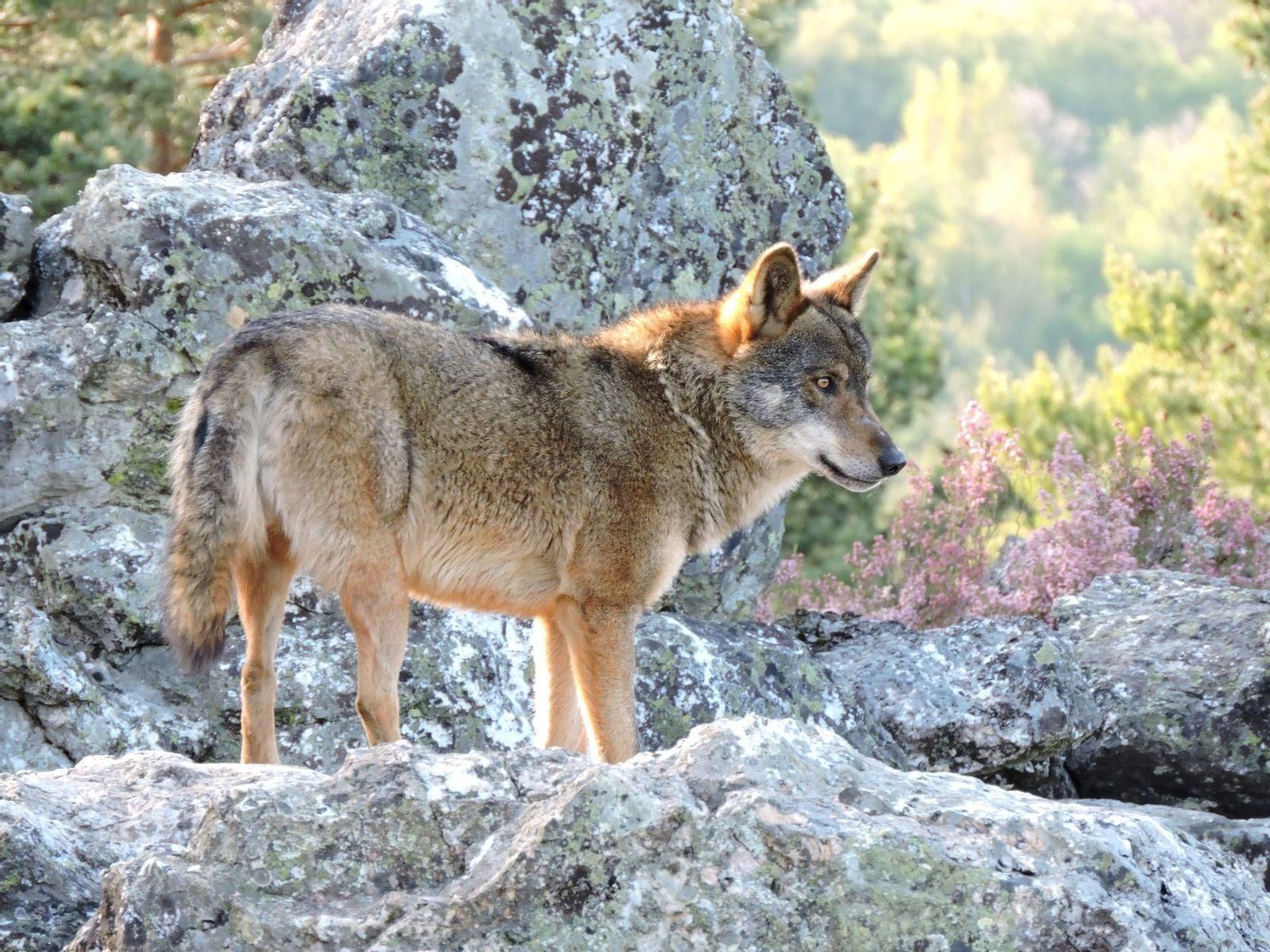 Un lobo en la Sierra de la Culebra de Palencia.